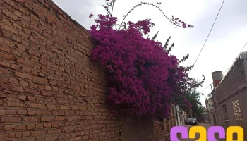 Carolina Cable Color S.a. - San Luis