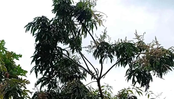 El Tucumano -  Videos - San Miguel de Tucumán