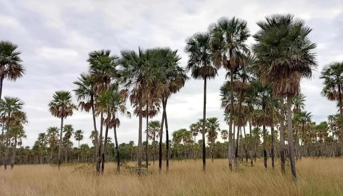 Estero Poiparque Nacional Rio Pilcomayo Numero - Laguna Blanca