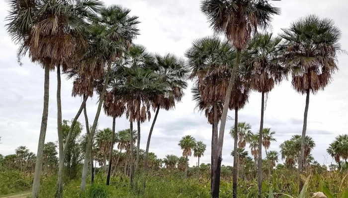 Estero Poiparque Nacional Rio Pilcomayo Telefono - Laguna Blanca