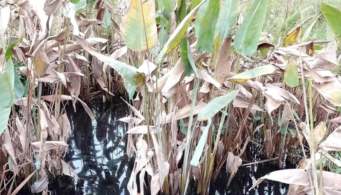 Estero Poiparque Nacional Rio Pilcomayo Ubicacion - Laguna Blanca