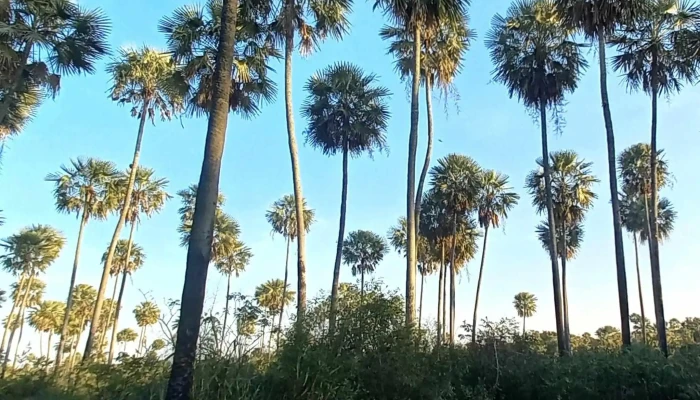Parque Nacional Rio Pilcomayo Laguna Blanca - Laguna Blanca