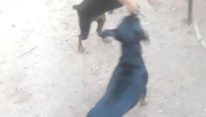 Repuesto Caacupe - Clorinda