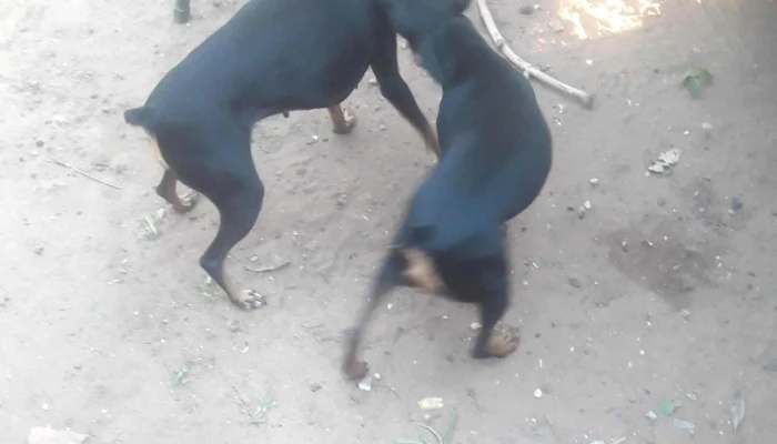 Repuesto Caacupe -  Precios - Clorinda